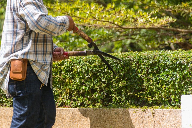 Garden Maintenance Westcombe Park, SE3